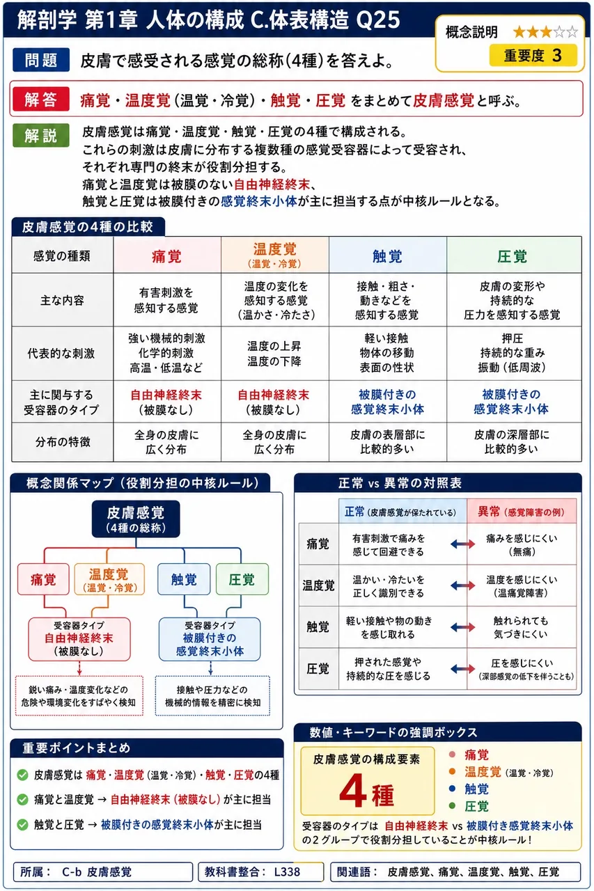 皮膚で感受される感覚の総称(4種)を答えよ。 解説図