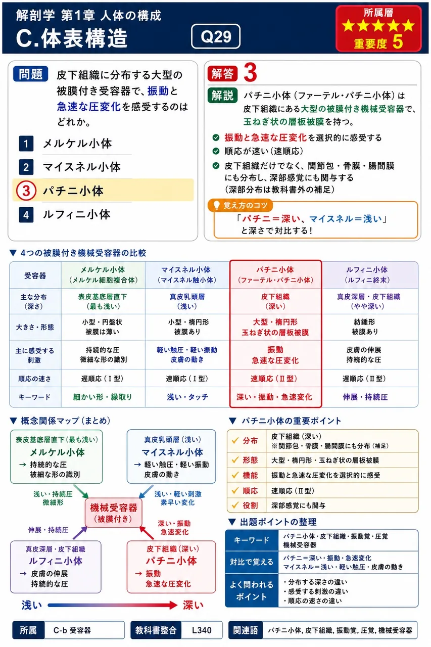皮下組織に分布する大型の被膜付き受容器で、振動と急速な圧変化を感受するのはどれか。 解説図