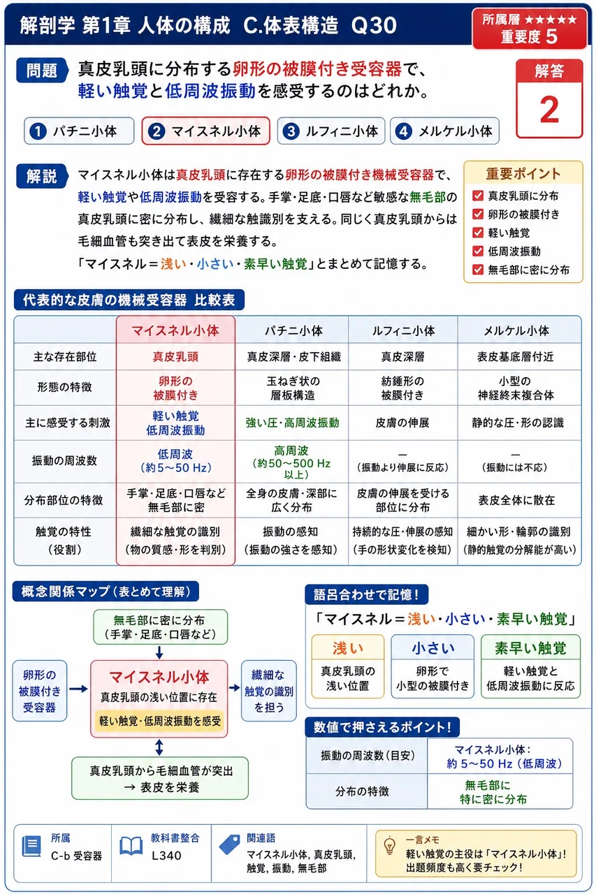 真皮乳頭に分布する卵形の被膜付き受容器で、軽い触覚と低周波振動を感受するのはどれか。 解説図