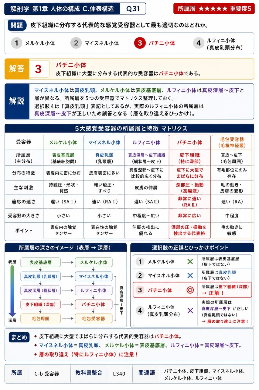 皮下組織に分布する代表的な感覚受容器として最も適切なのはどれか。 解説図