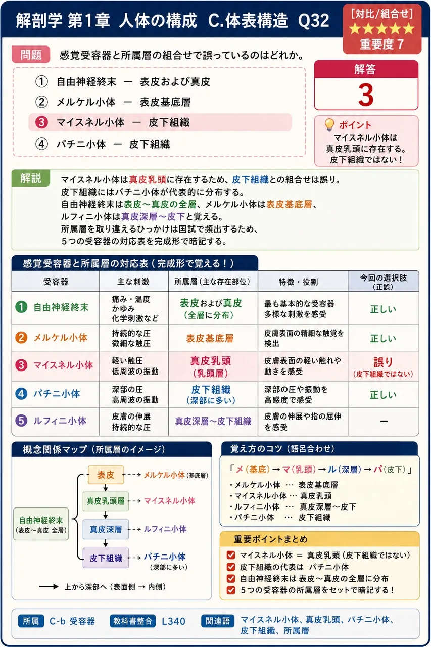 感覚受容器と所属層の組合せで誤っているのはどれか。 解説図