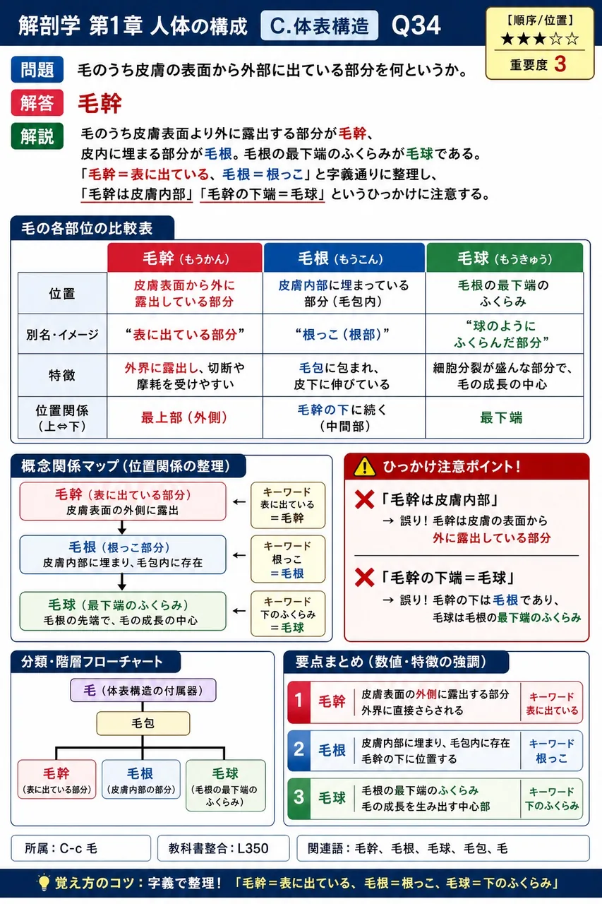 毛のうち皮膚の表面から外部に出ている部分を何というか。 解説図