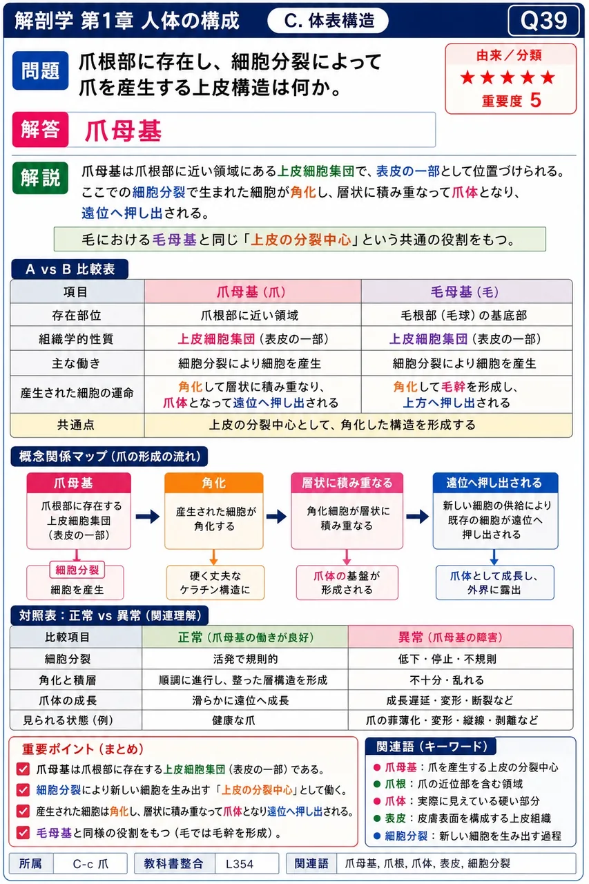爪根部に存在し、細胞分裂によって爪を産生する上皮構造は何か。 解説図
