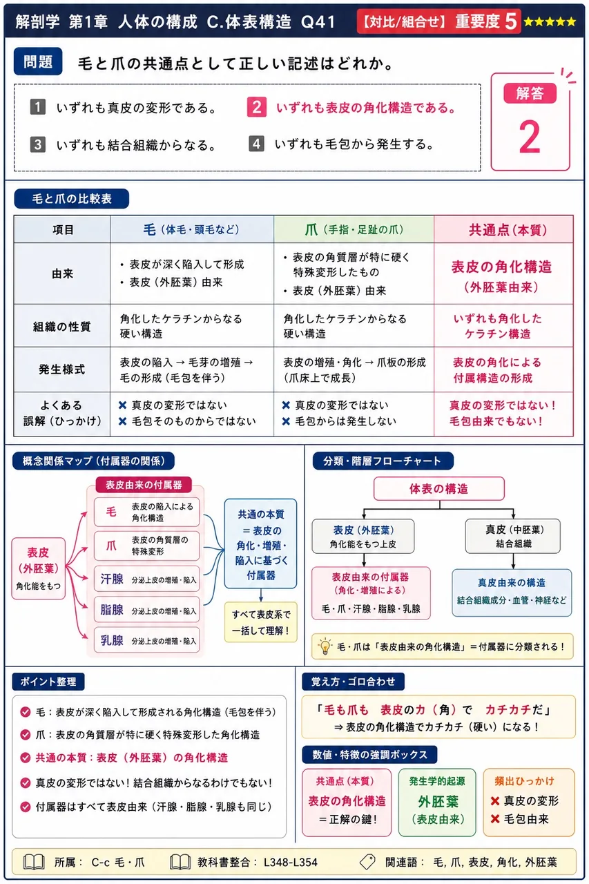 毛と爪の共通点として正しい記述はどれか。 解説図