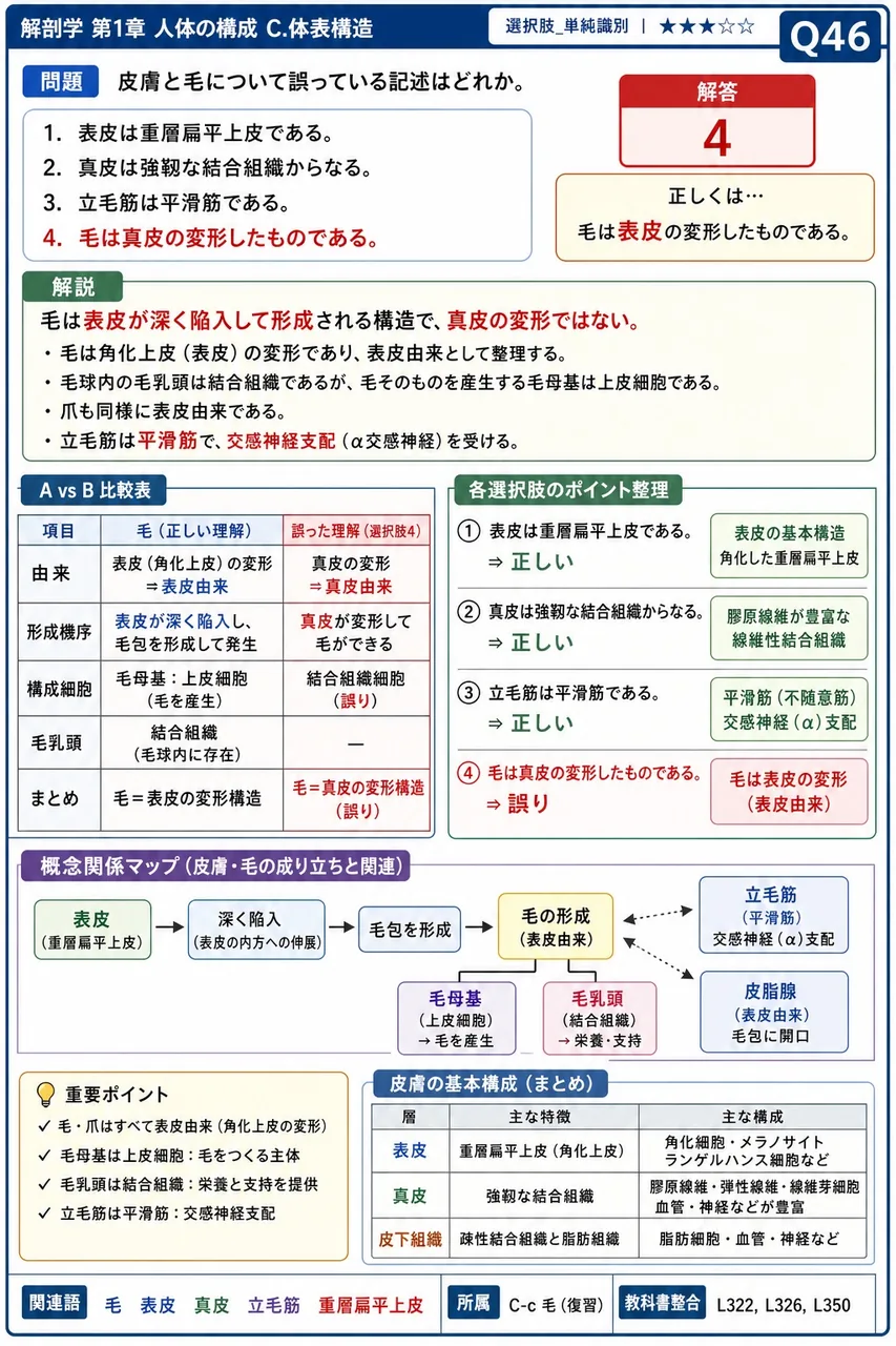 皮膚と毛について誤っている記述はどれか。 解説図