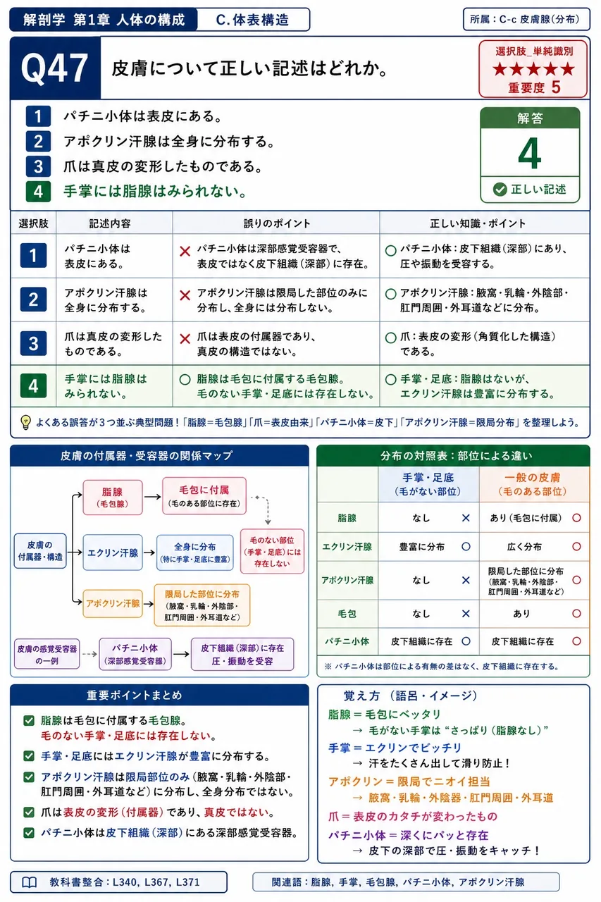 皮膚について正しい記述はどれか。 解説図