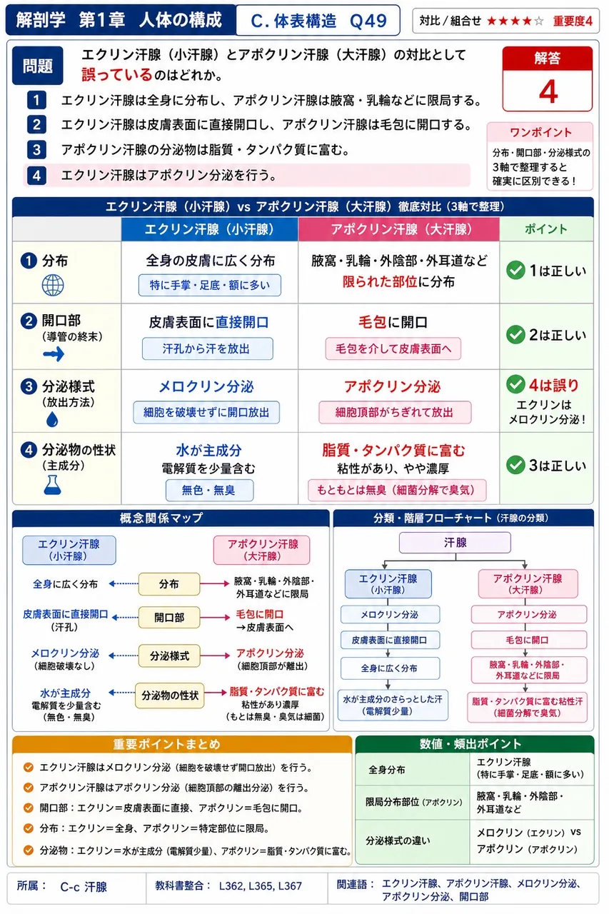 エクリン汗腺(小汗腺)とアポクリン汗腺(大汗腺)の対比として誤っているのはどれか。 解説図