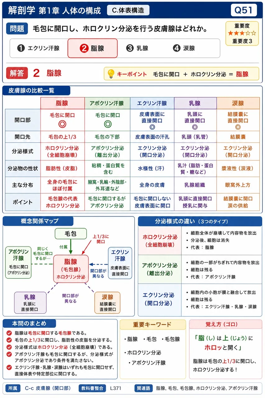 毛包に開口し、ホロクリン分泌を行う皮膚腺はどれか。 解説図