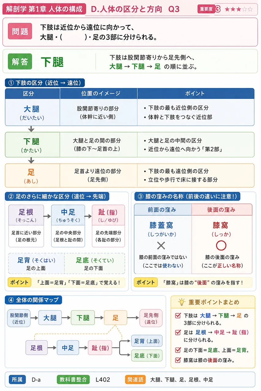 下肢は近位から遠位に向かって、大腿・( )・足の3部に分けられる。 解説図
