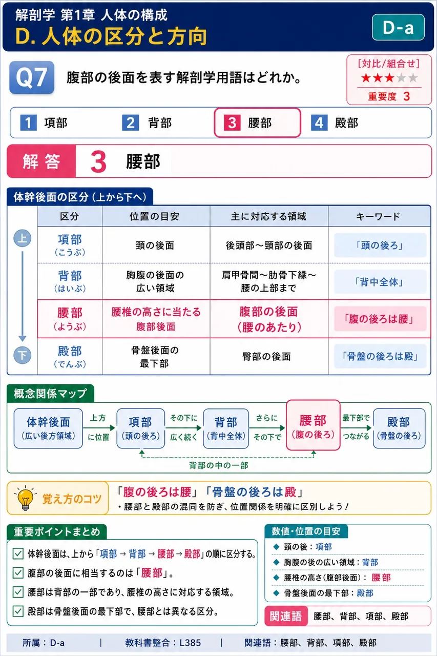 腹部の後面を表す解剖学用語はどれか。 解説図