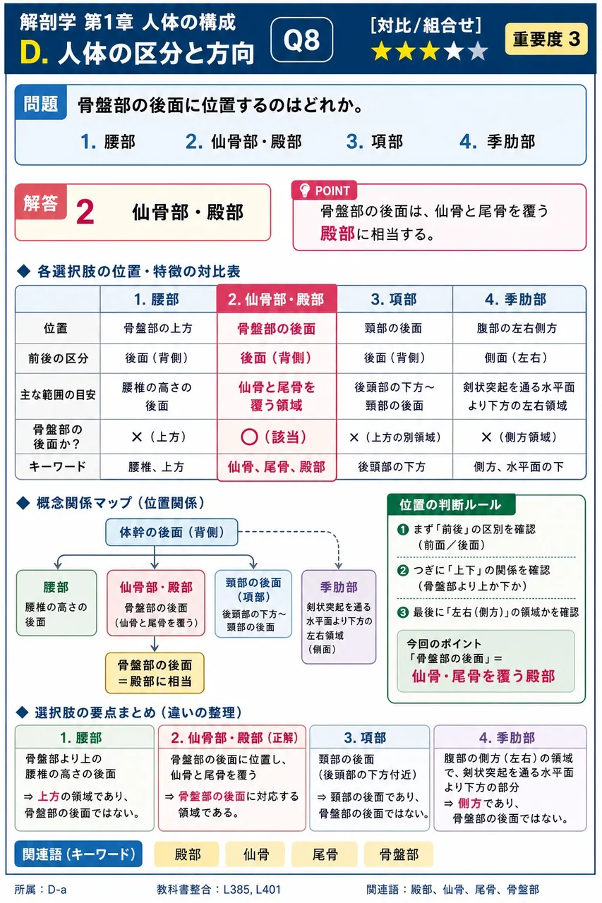 骨盤部の後面に位置するのはどれか。 解説図
