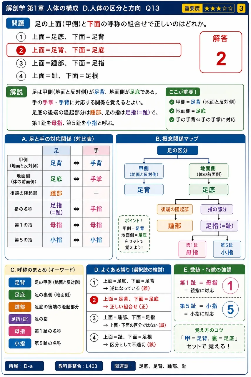 足の上面(甲側)と下面の呼称の組合せで正しいのはどれか。 解説図