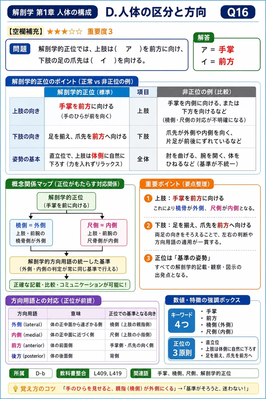 解剖学的正位では、上肢は( ア )を前方に向け、下肢の足の爪先は( イ )を向ける。 解説図