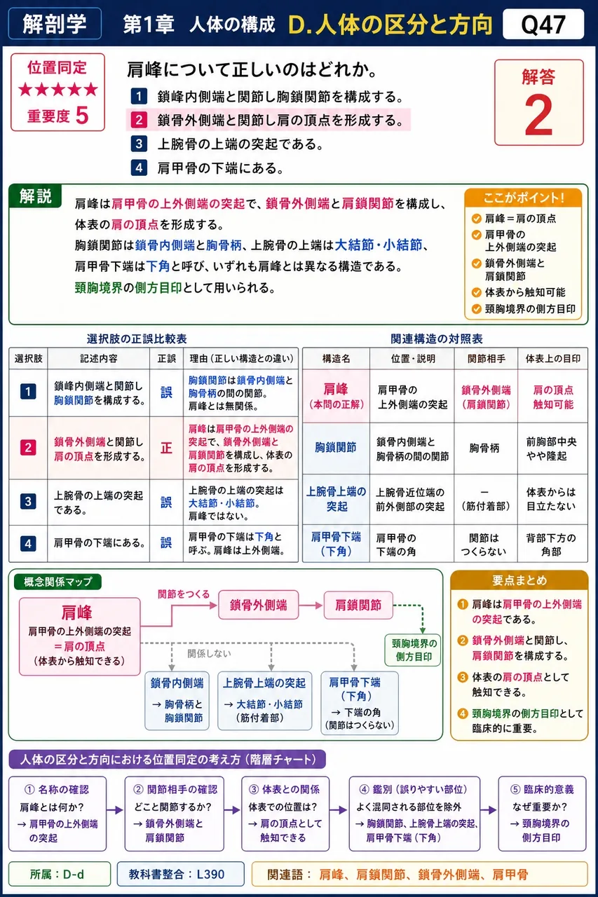 肩峰について正しいのはどれか。 解説図