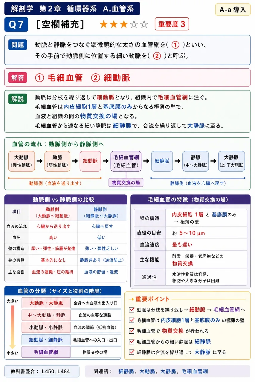 動脈と静脈をつなぐ顕微鏡的な太さの血管網を( ① )といい、その手前で動脈側に位置する細い動脈を( ② )と呼ぶ。 解説図