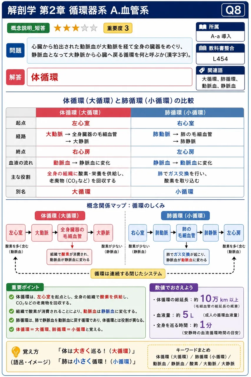 心臓から拍出された動脈血が大動脈を経て全身の臓器をめぐり、静脈血となって大静脈から心臓へ戻る循環を何と呼ぶか(漢字3字)。 解説図