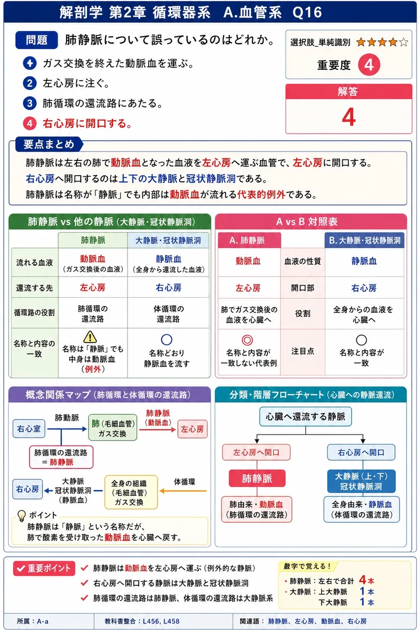 肺静脈について誤っているのはどれか。 解説図