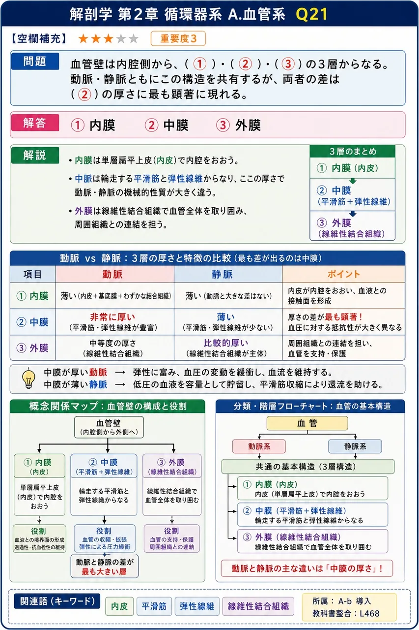 血管壁は内腔側から、( ① )・( ② )・( ③ )の3層からなる。動脈・静脈ともにこの構造を共有するが、両者の差は( ② )の厚さに最も顕著に現れる。 解説図