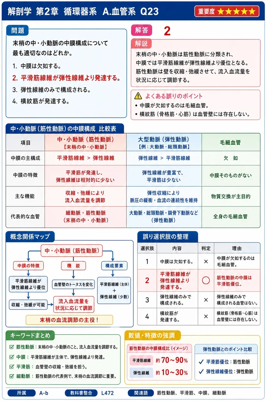 末梢の中・小動脈の中膜構成について最も適切なのはどれか。 解説図