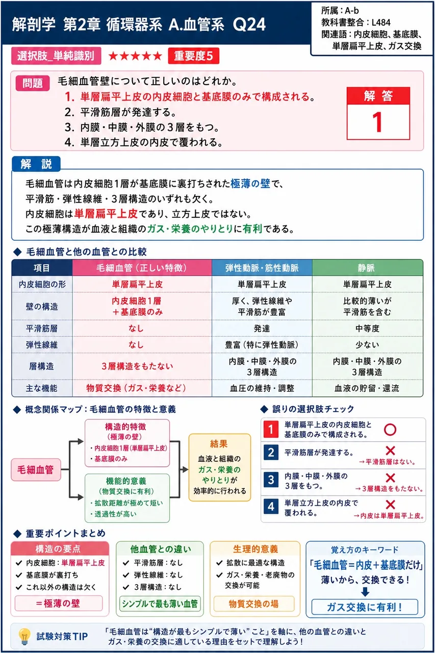 毛細血管壁について正しいのはどれか。 解説図