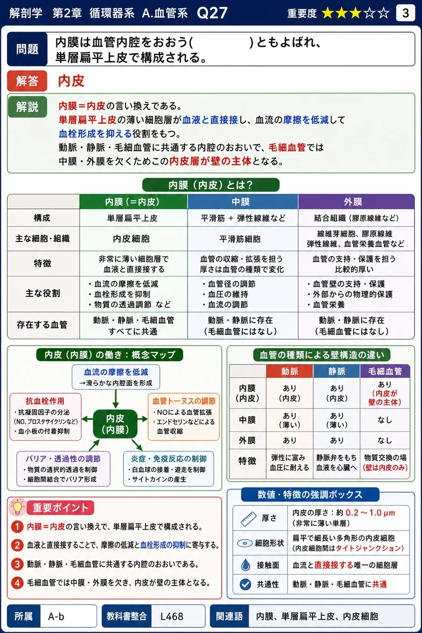 内膜は血管内腔をおおう( )ともよばれ、単層扁平上皮で構成される。 解説図