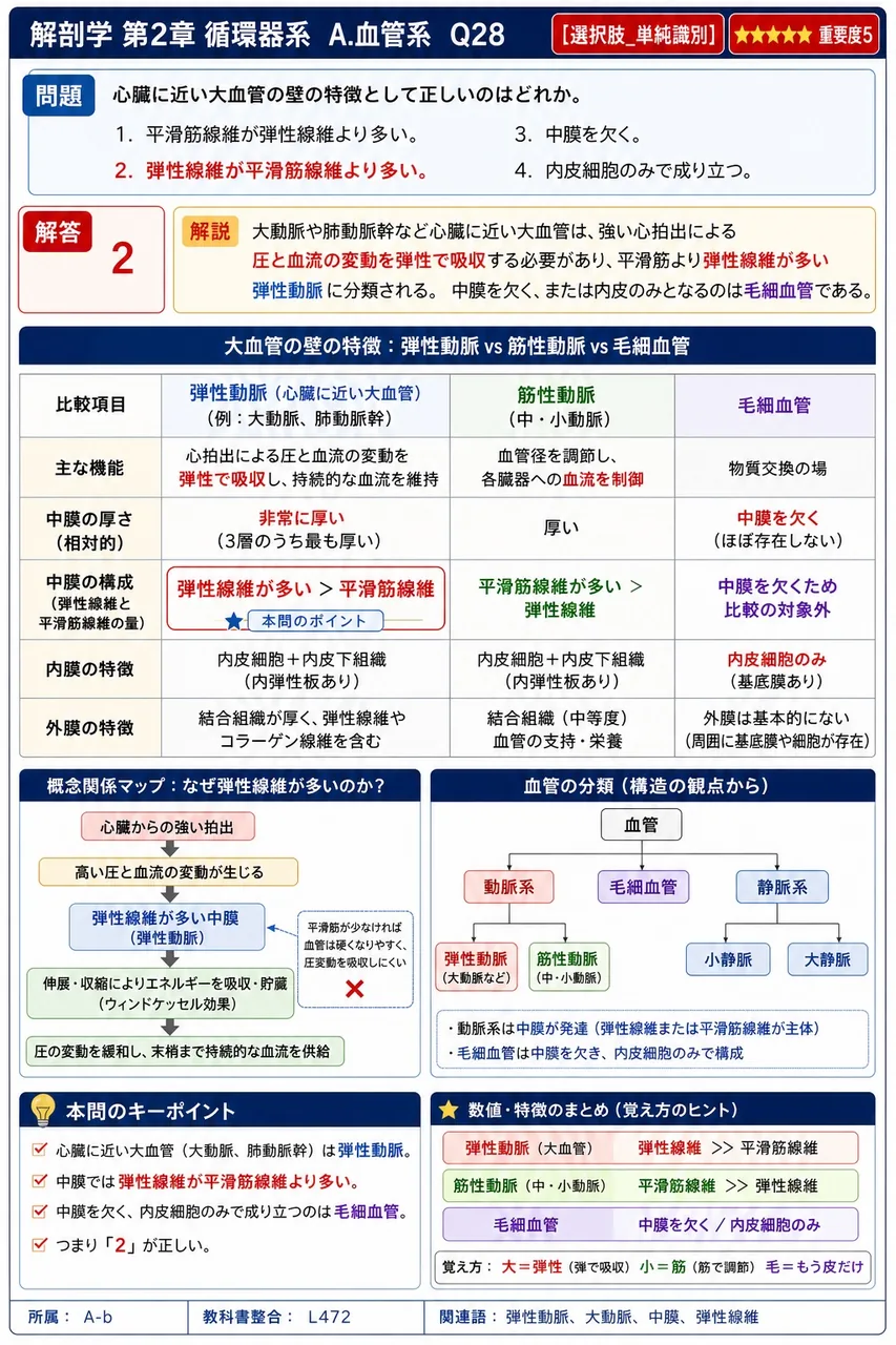 心臓に近い大血管の壁の特徴として正しいのはどれか。 解説図