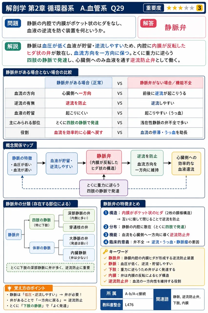 静脈の内腔で内膜がポケット状のヒダをなし、血液の逆流を防ぐ装置を何というか。 解説図