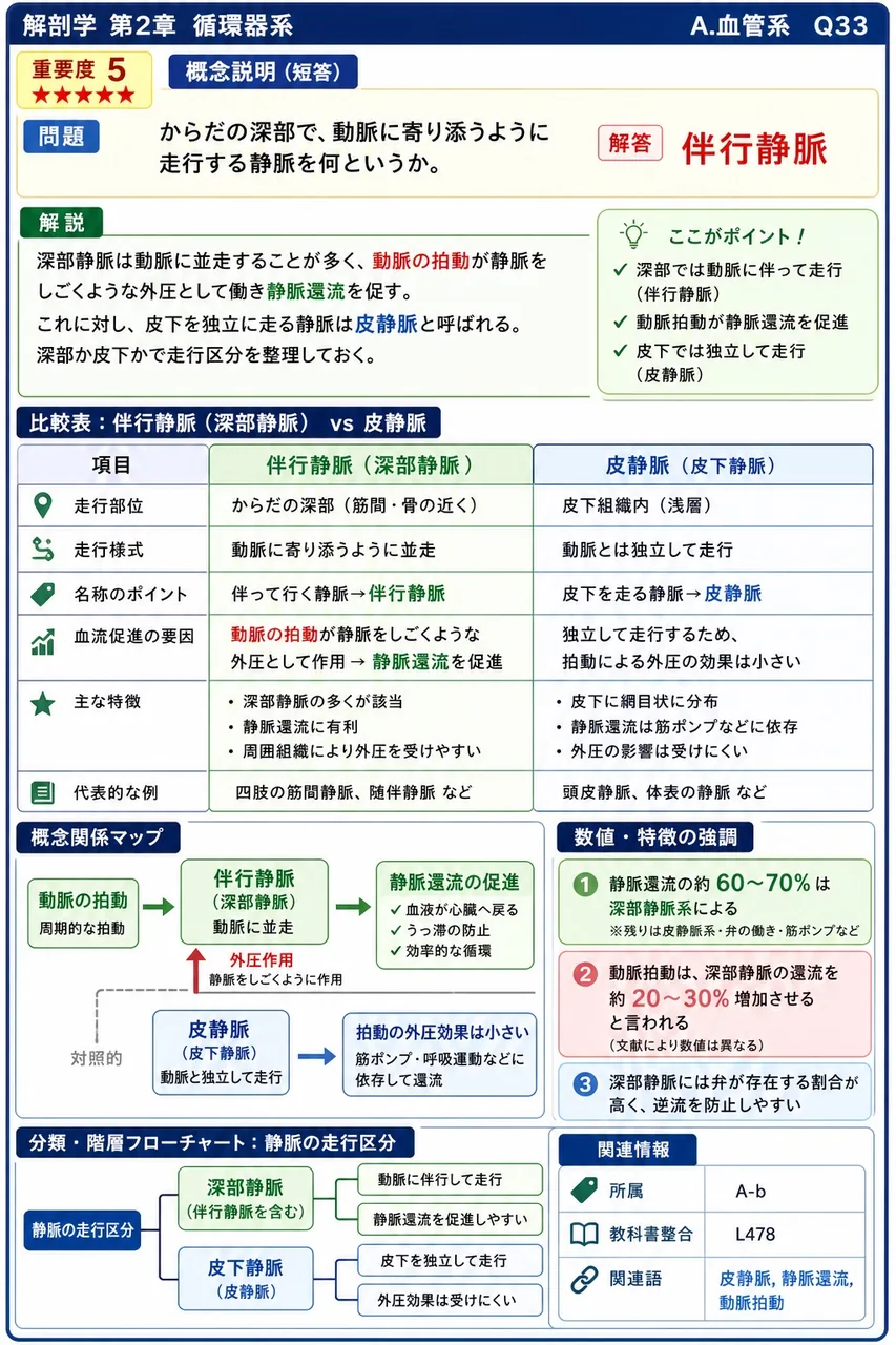 からだの深部で、動脈に寄り添うように走行する静脈を何というか。 解説図