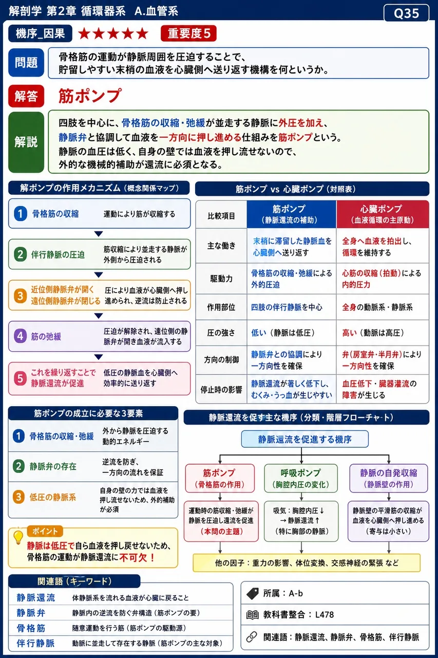 骨格筋の運動が静脈周囲を圧迫することで、貯留しやすい末梢の血液を心臓側へ送り返す機構を何というか。 解説図