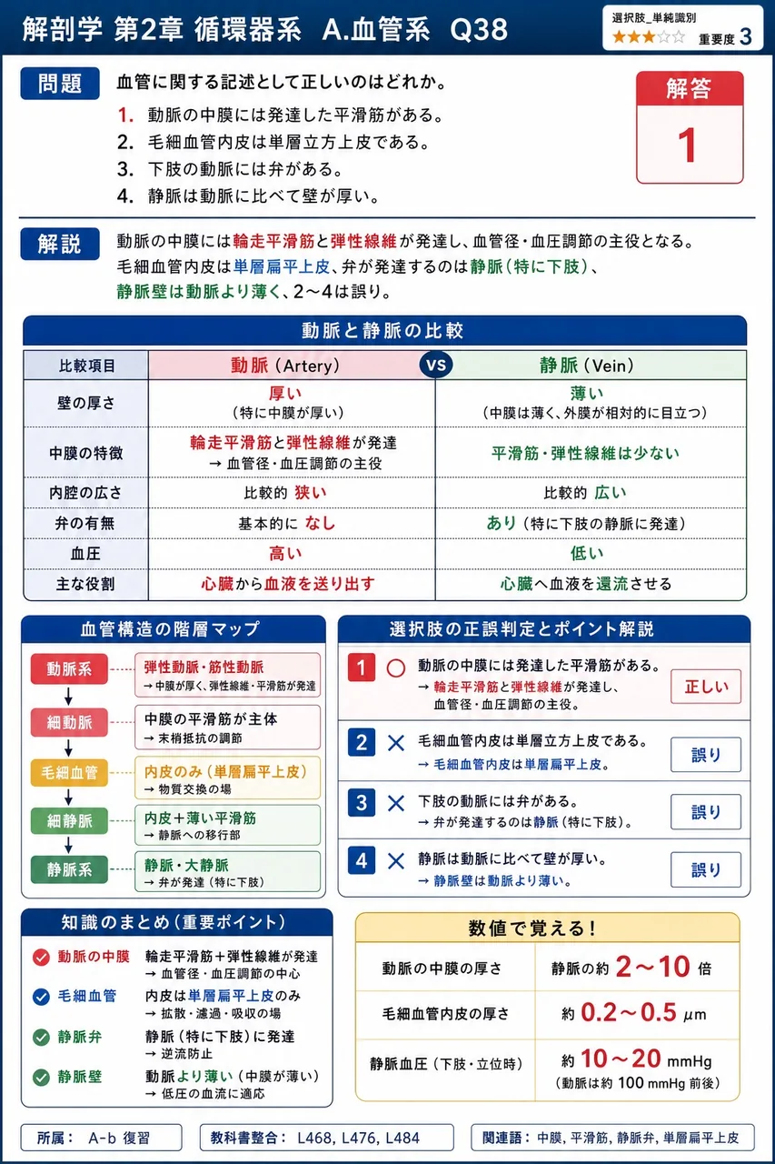 血管に関する記述として正しいのはどれか。 解説図