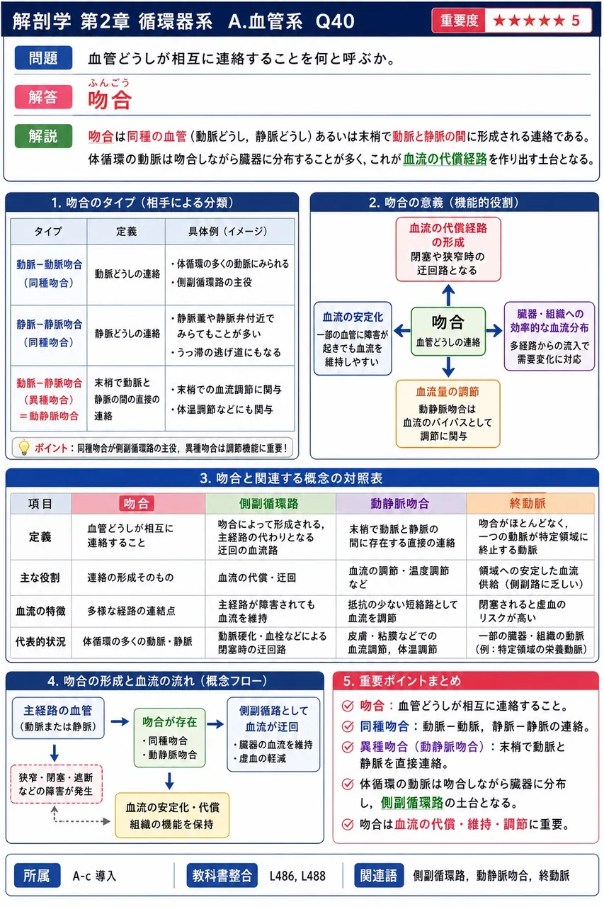 血管どうしが相互に連絡することを何と呼ぶか。 解説図