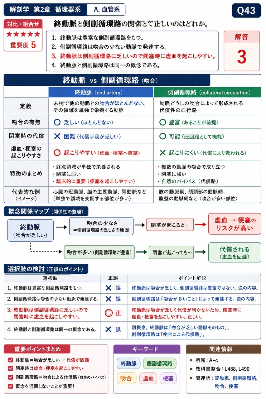 終動脈と側副循環路の関係として正しいのはどれか。 解説図