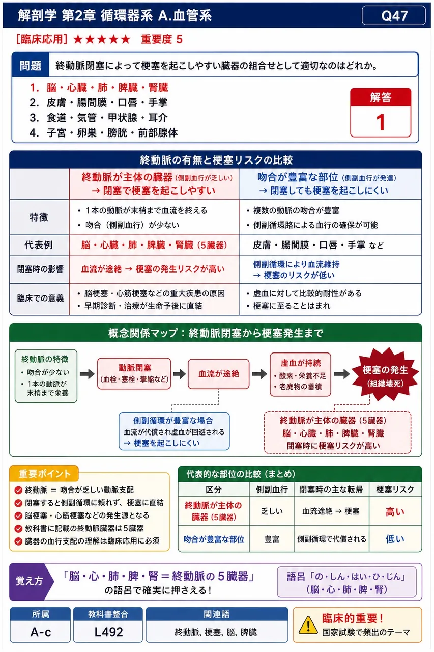 終動脈閉塞によって梗塞を起こしやすい臓器の組合せとして適切なのはどれか。 解説図