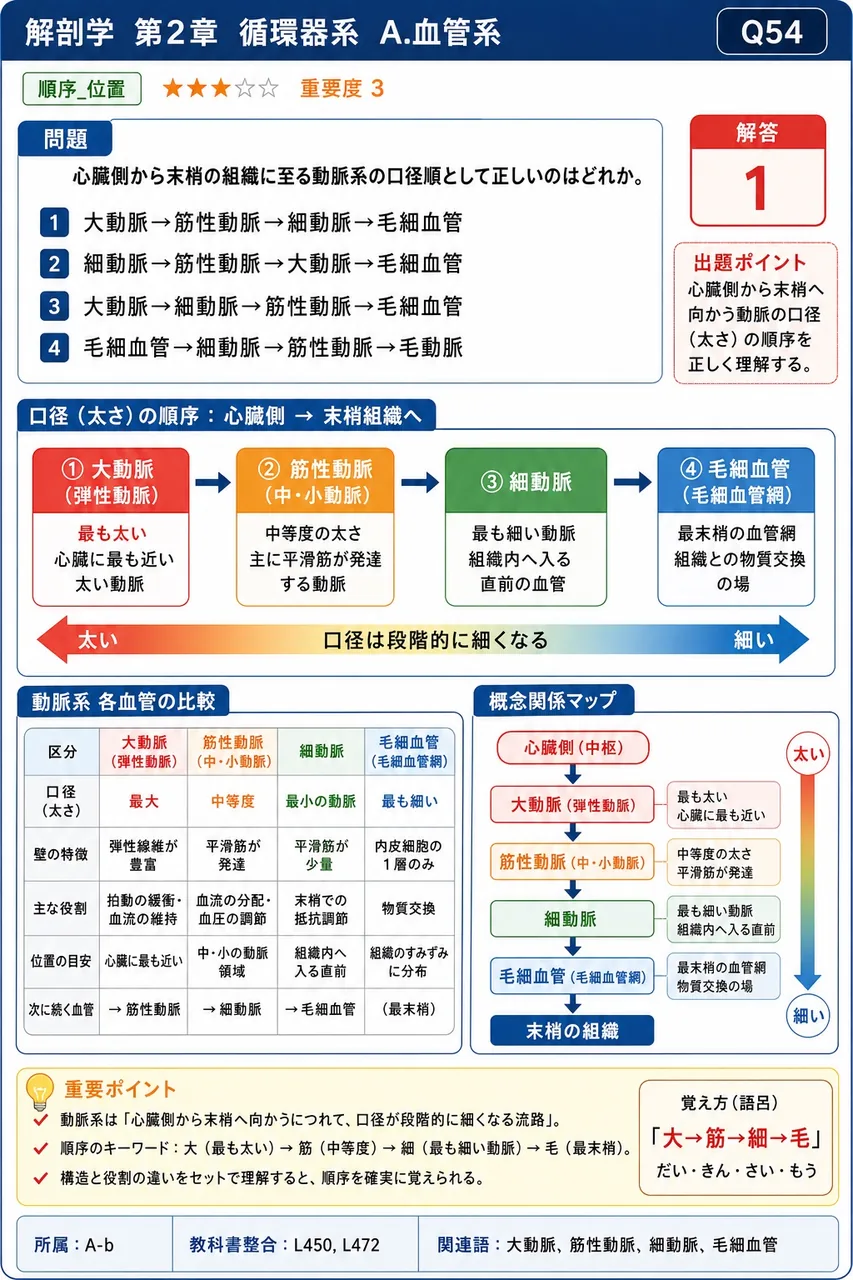 心臓側から末梢の組織に至る動脈系の口径順として正しいのはどれか。 解説図