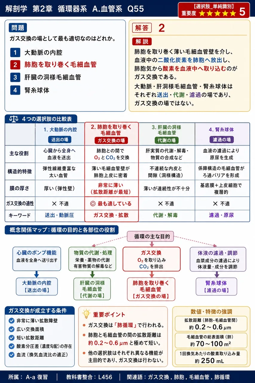ガス交換の場として最も適切なのはどれか。 解説図