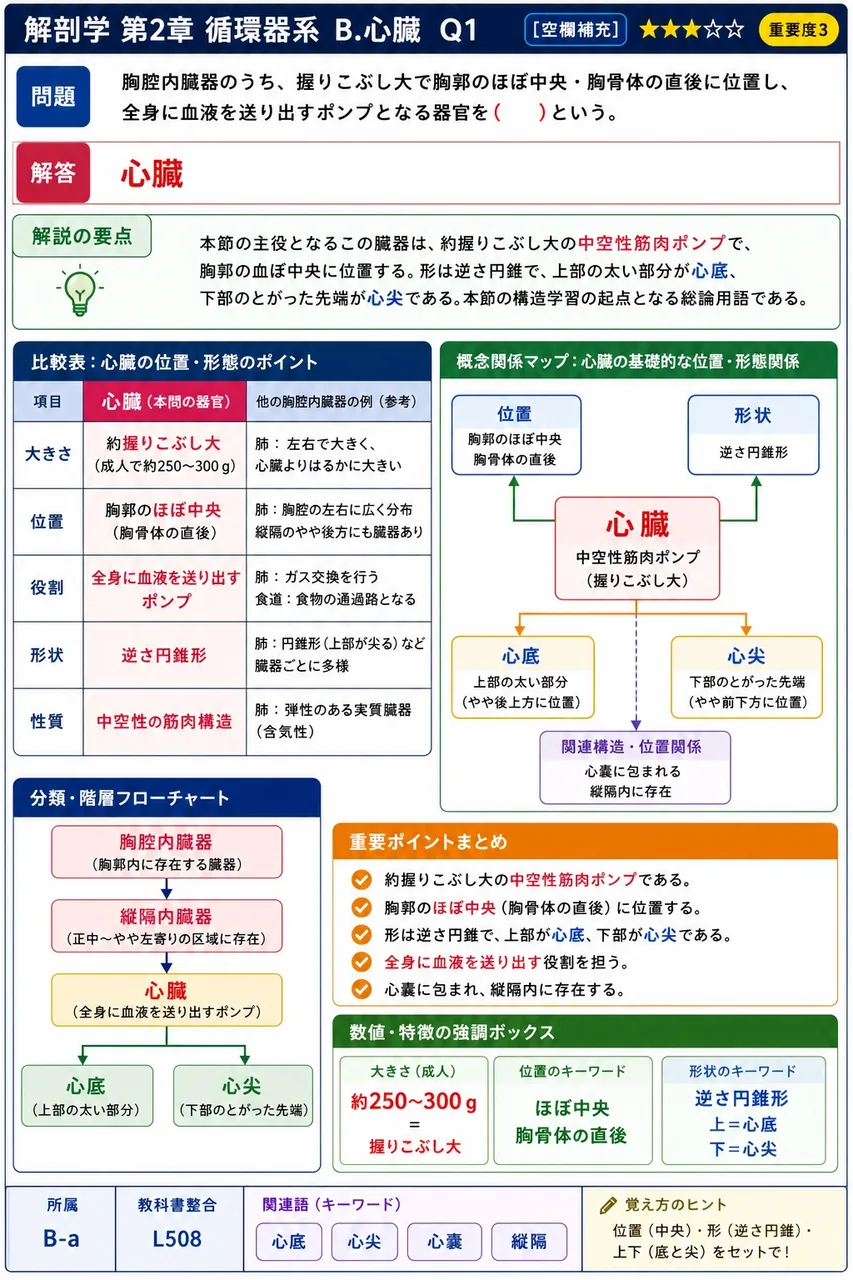 胸腔内臓器のうち、握りこぶし大で胸郭のほぼ中央・胸骨体の直後に位置し、全身に血液を送り出すポンプとなる器官を( )という。 解説図