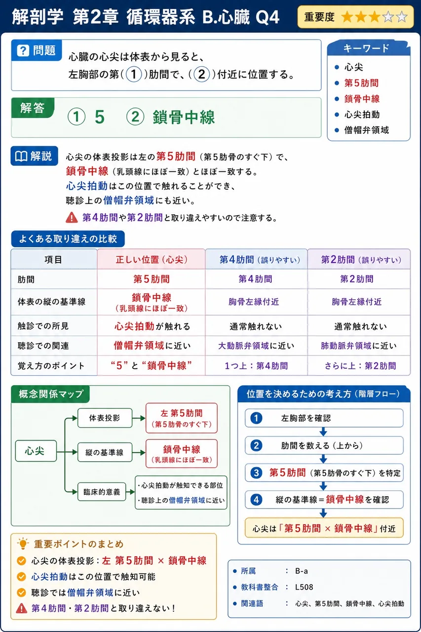 心臓の心尖は体表から見ると、左胸部の第( ① )肋間で、( ② )付近に位置する。 解説図