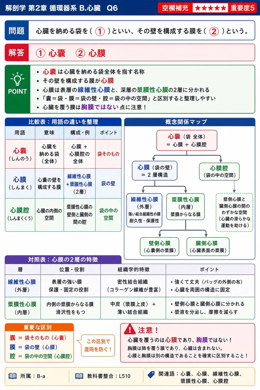 心臓を納める袋を( ① )といい、その壁を構成する膜を( ② )という。 解説図