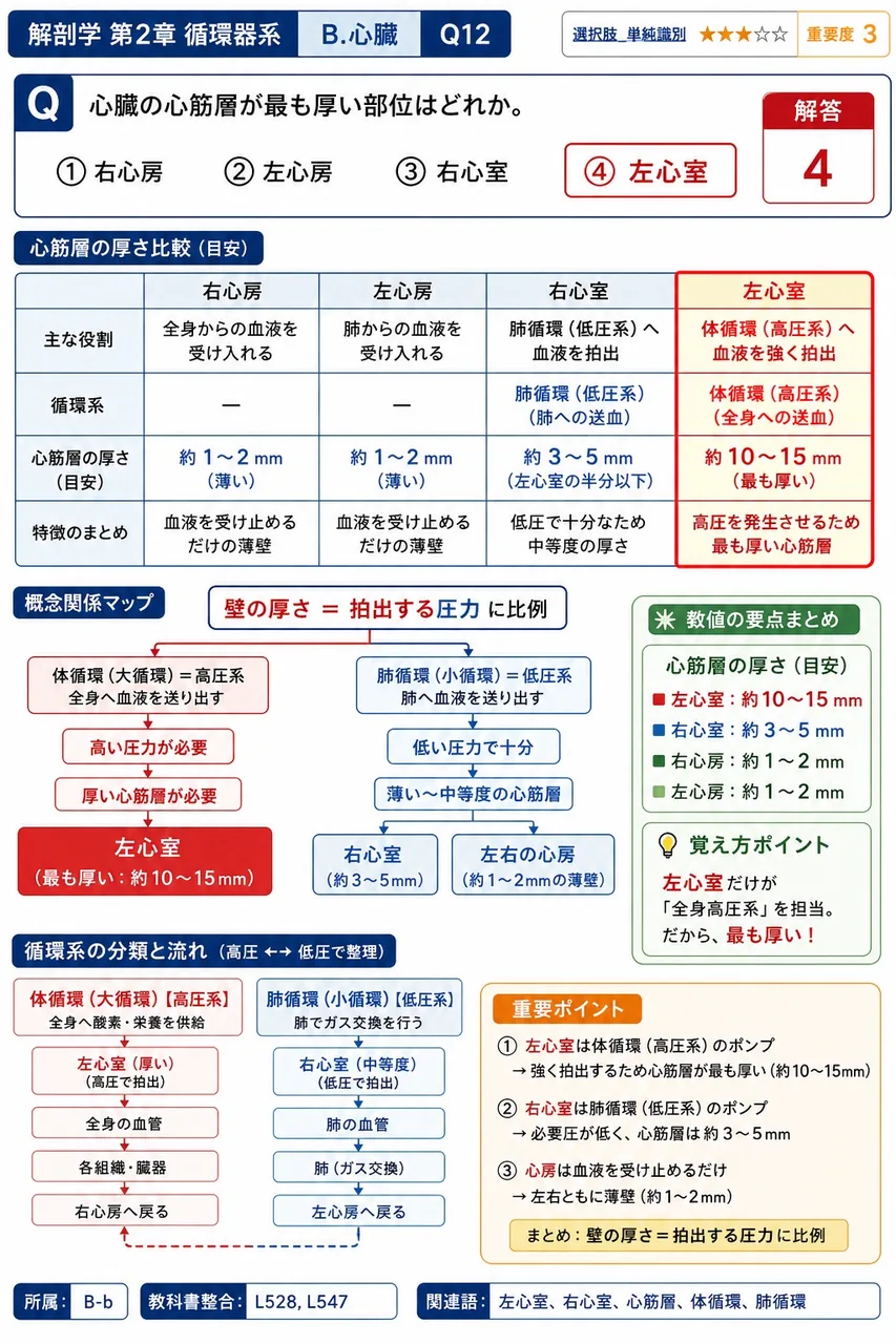 心臓の心筋層が最も厚い部位はどれか。 解説図