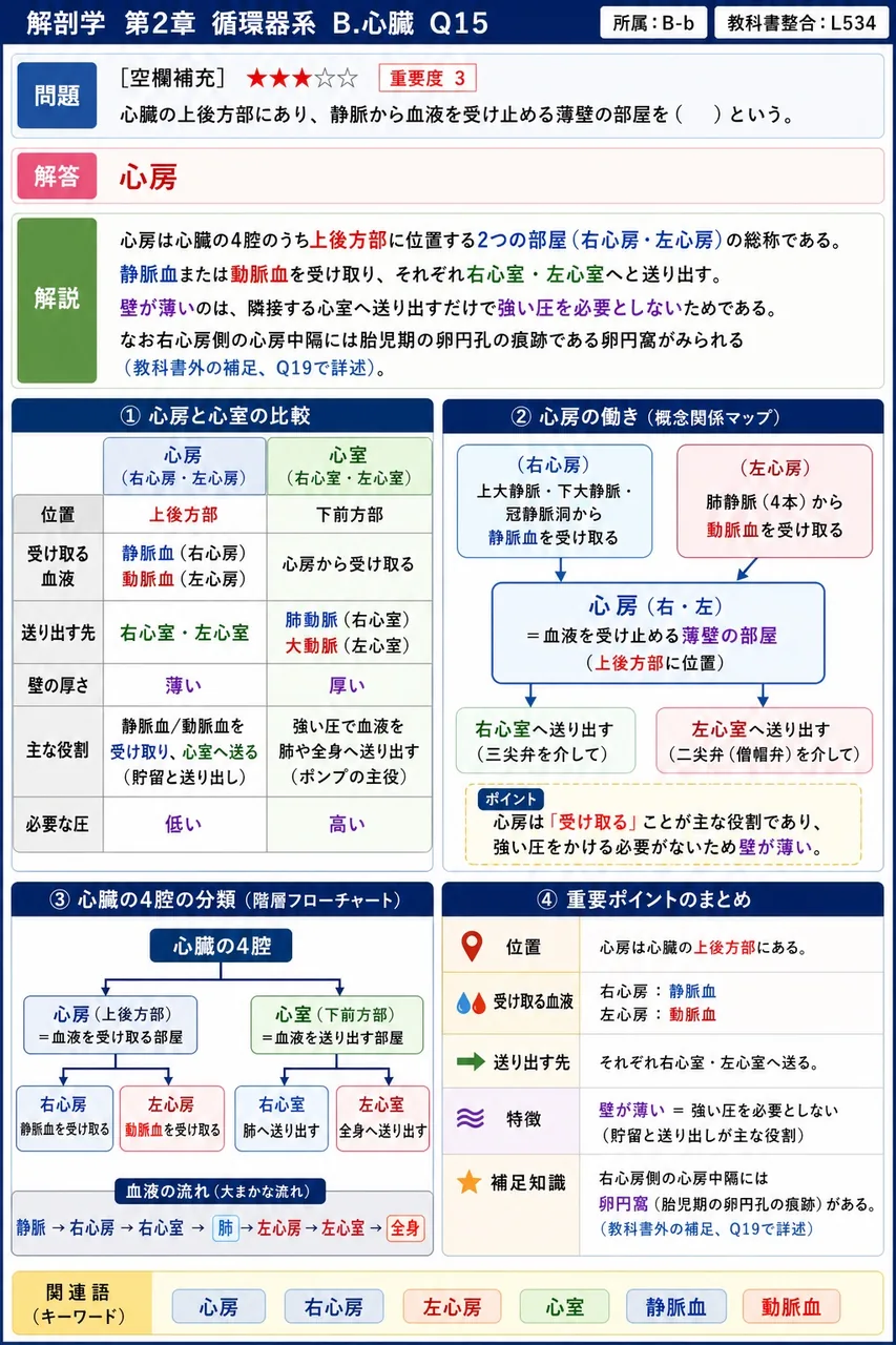 心臓の上後方部にあり、静脈から血液を受け止める薄壁の部屋を( )という。 解説図