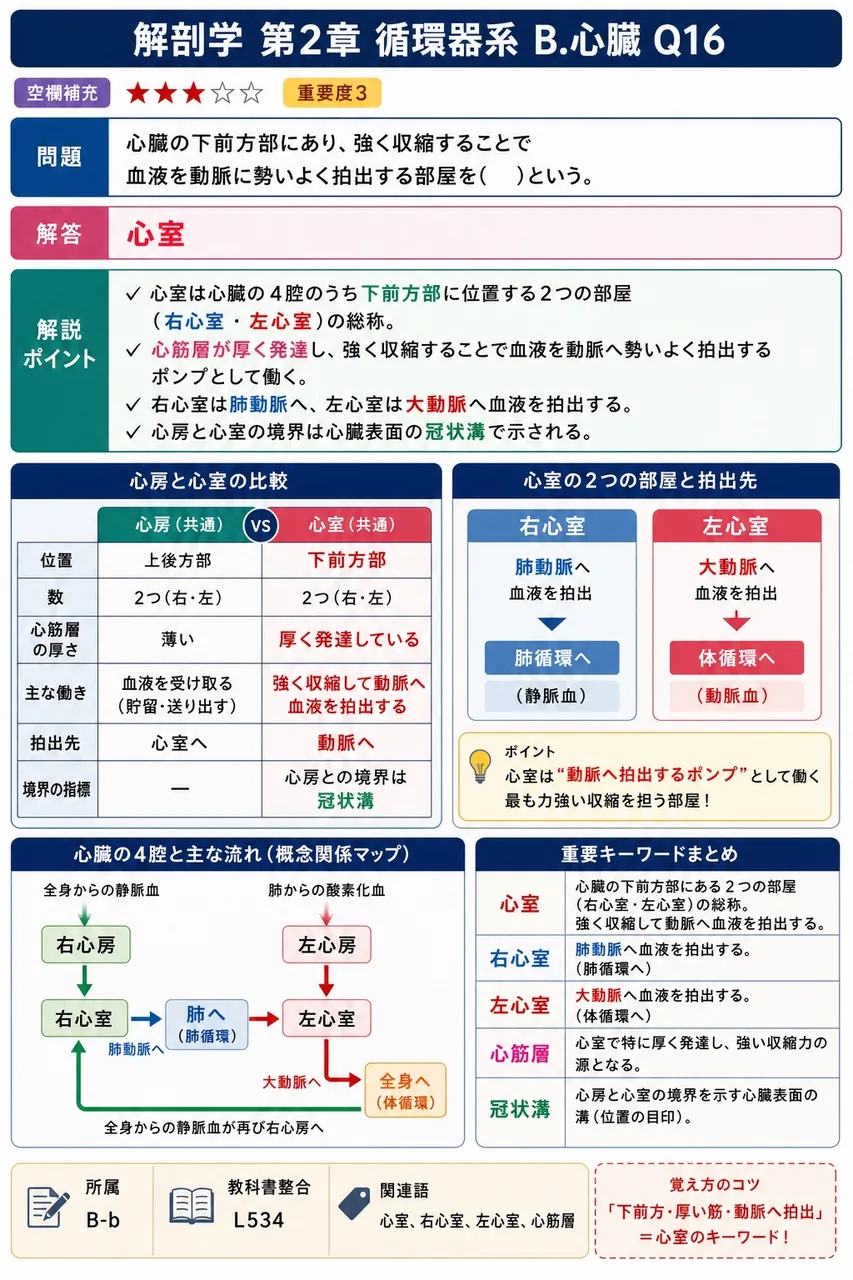 心臓の下前方部にあり、強く収縮することで血液を動脈に勢いよく拍出する部屋を( )という。 解説図