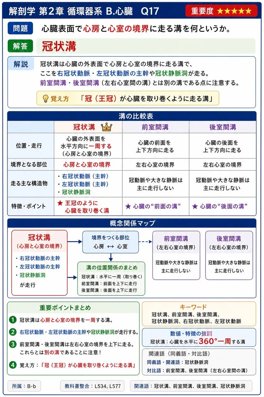 心臓表面で心房と心室の境界に走る溝を何というか。 解説図