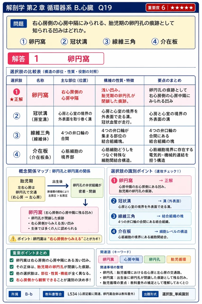 右心房側の心房中隔にみられる、胎児期の卵円孔の痕跡として知られる凹みはどれか。 解説図