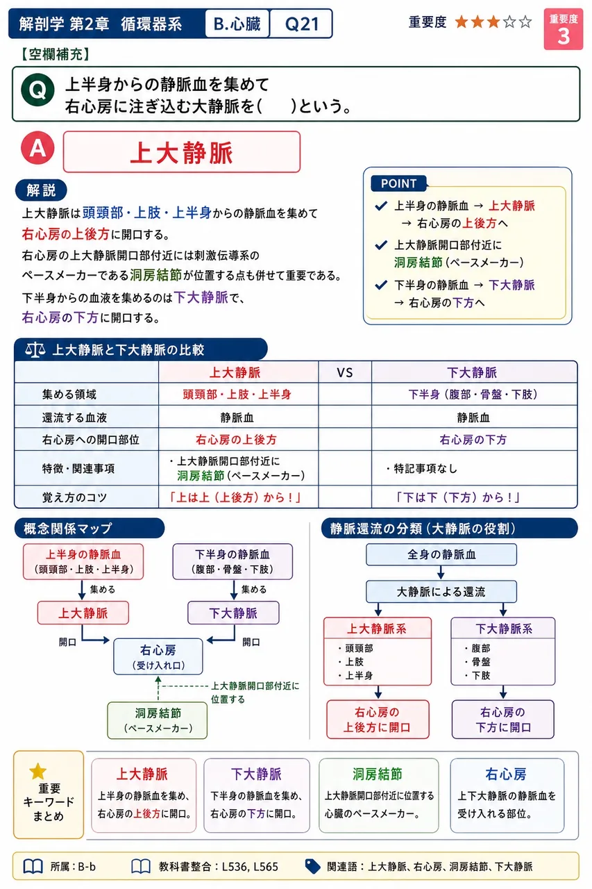 上半身からの静脈血を集めて右心房に注ぎ込む大静脈を( )という。 解説図