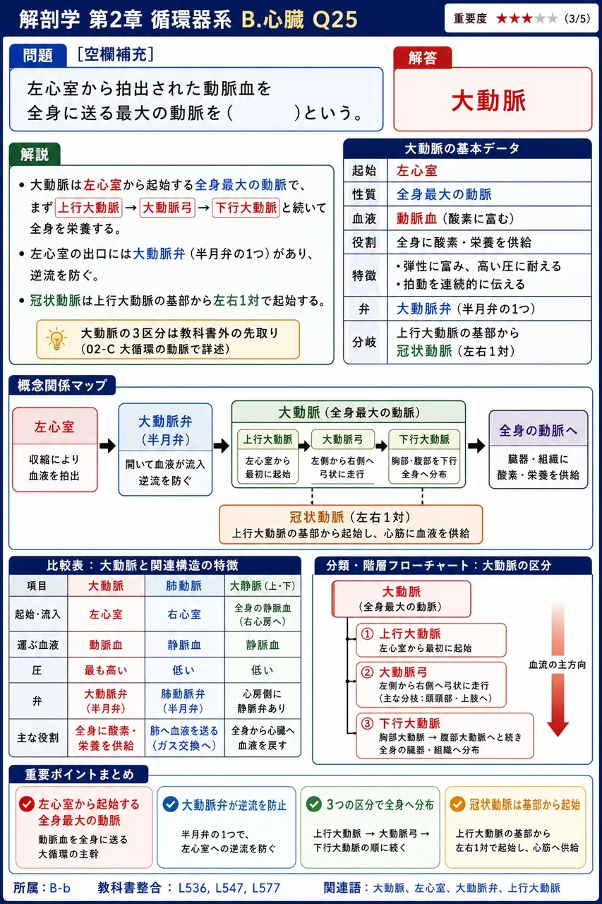 左心室から拍出された動脈血を全身に送る最大の動脈を( )という。 解説図