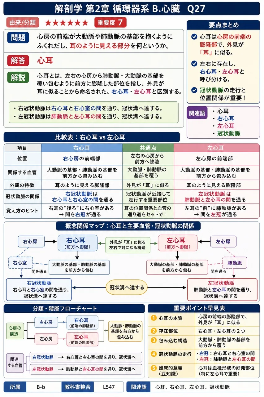 心房の前端が大動脈や肺動脈の基部を抱くようにふくれだし、耳のように見える部分を何というか。 解説図