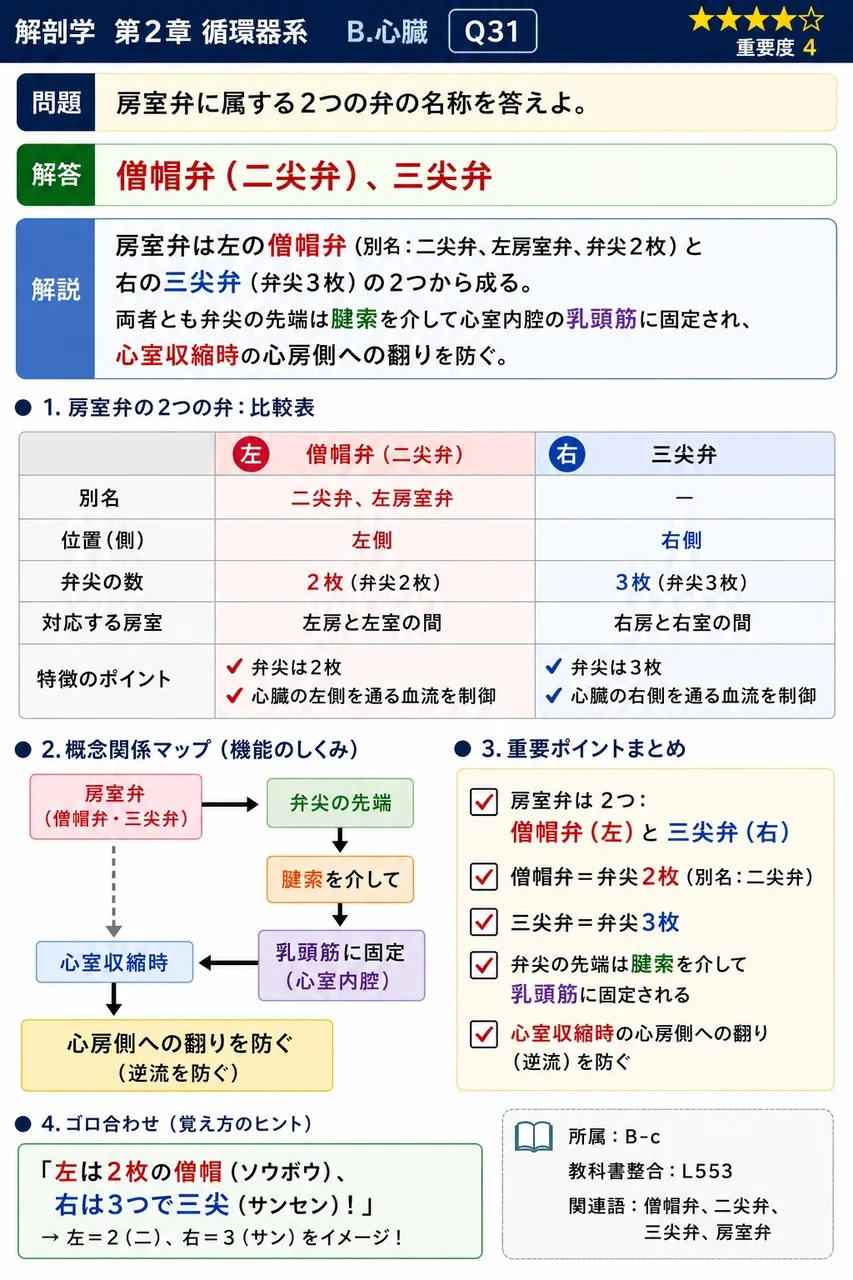 房室弁に属する2つの弁の名称を答えよ。 解説図