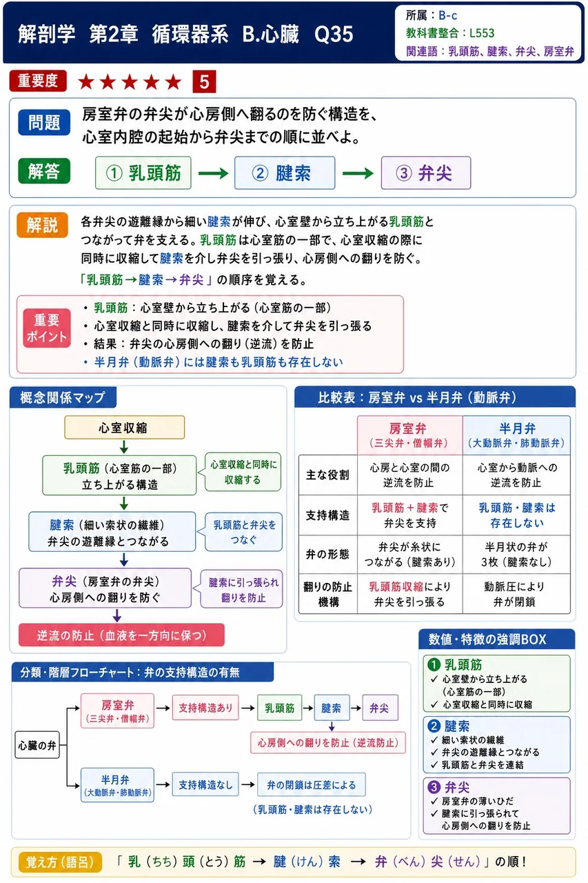 房室弁の弁尖が心房側へ翻るのを防ぐ構造を、心室内腔の起始から弁尖までの順に並べよ。 解説図