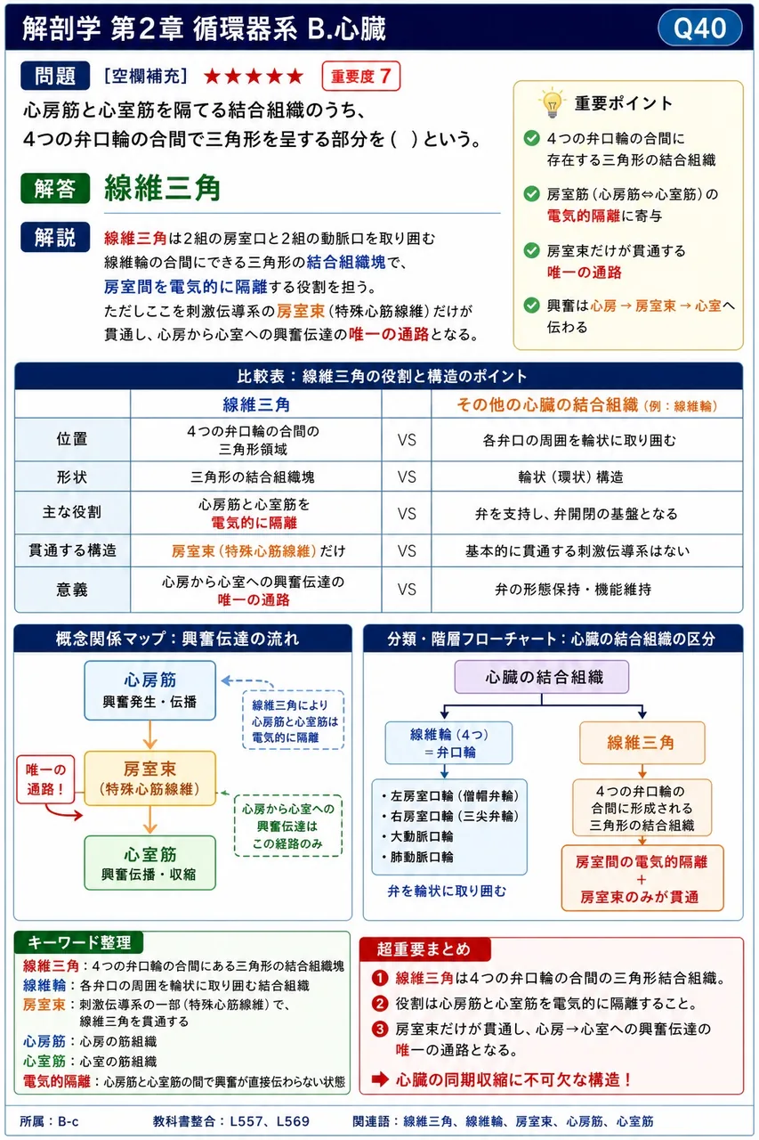 心房筋と心室筋を隔てる結合組織のうち、4つの弁口輪の合間で三角形を呈する部分を( )という。 解説図