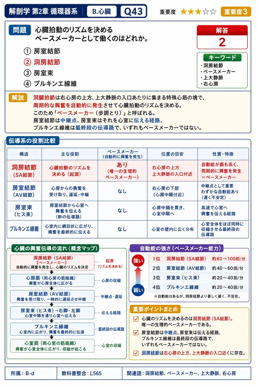 心臓拍動のリズムを決めるペースメーカーとして働くのはどれか。 解説図